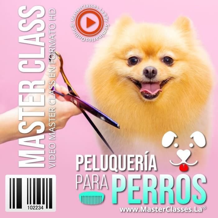 Read more about the article PELUQUERÍA PARA PERROS